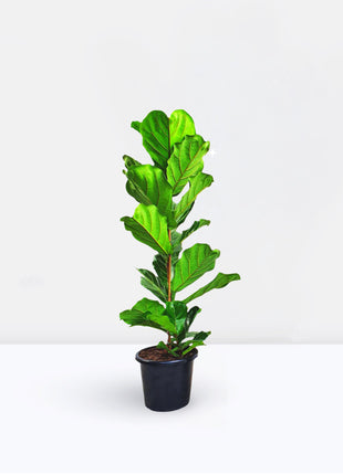 Ficus Lyrata or Fiddle Leaf Fig