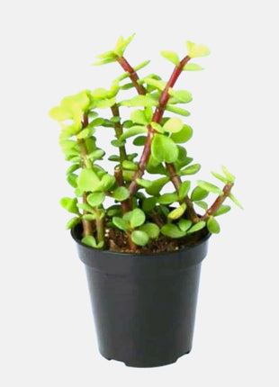 https://i0.wp.com/www.greensouq.ae/wp-content/uploads/2018/02/portulaca_elephant_bush_-_plantshopme.jpg?fit=914%2C914&ssl=1