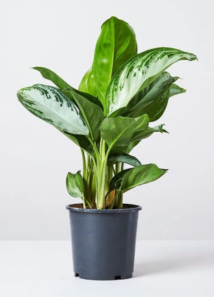 Aglaonema Pattaya Beauty