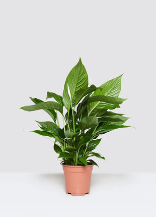 Peace Lily or Spathiphyllum or &#8220;زنبق السلام&#8221;