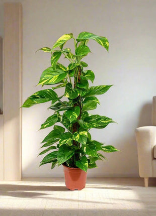 Scindapsus Marble Queen or Money Plant or Epipremnum aureum كرمة المال Success