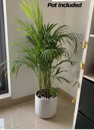 Areca small in white/black PROMO