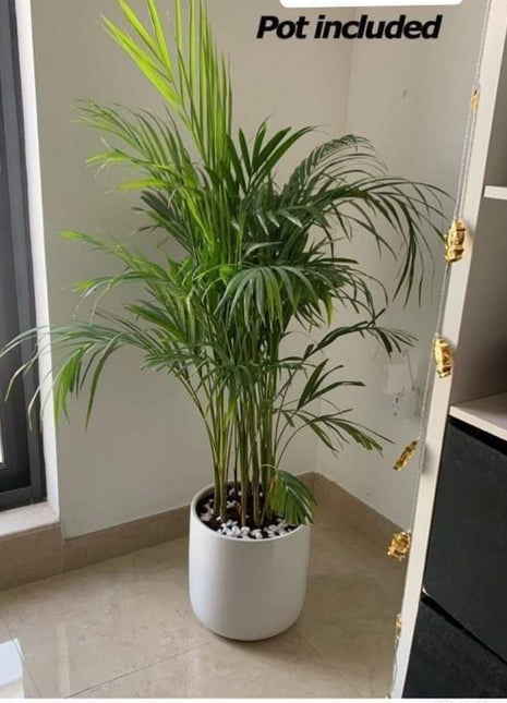 Areca small in white/black PROMO