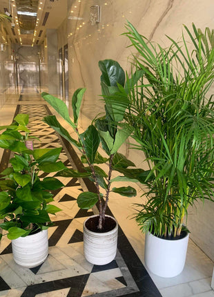 Indoor Plants Budget Combo (3plants bundle) PROMO