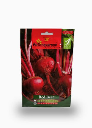 Strelitzia Nicolai or Bird of Paradise طائر الجنة in Black Fiber Pot 1.2-1.5m