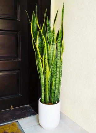 Sansevieria Trifasciata &#8216;Laurentii&#8217; or Snake Plant