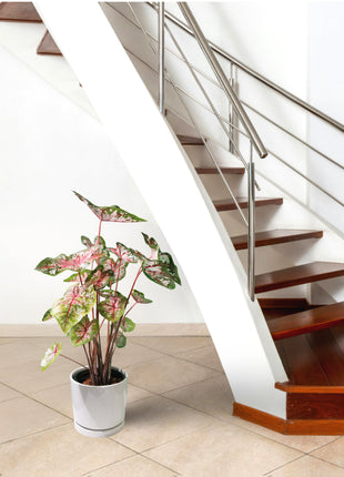 Caladiums or Angel Wings &#8220;Assorted&#8221; Top Quality Indoor Plants&#8221;