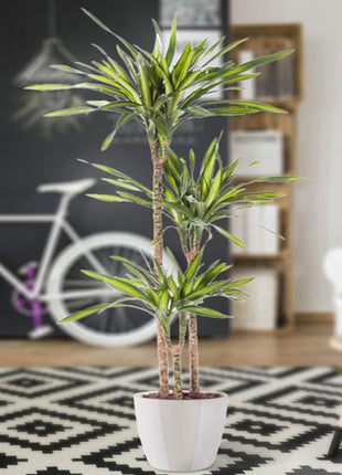 Dracaena fragrans  Or Riki