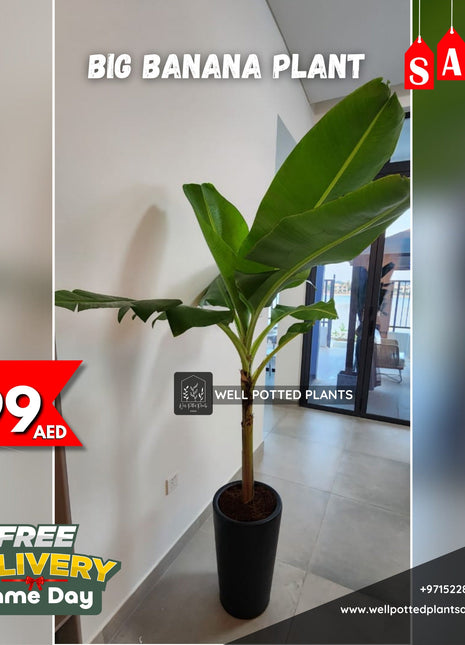 Banana Tree PROMO