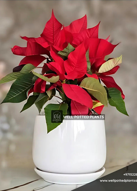 Poinsettia in Ceramic PROMO