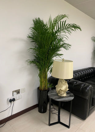 Areca Palm Long in Ceramic Pet Friendly PROMO