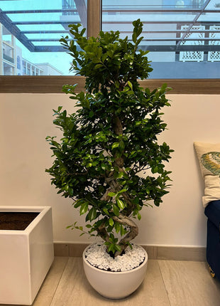 Office Plant Bonsai XXL PROMO