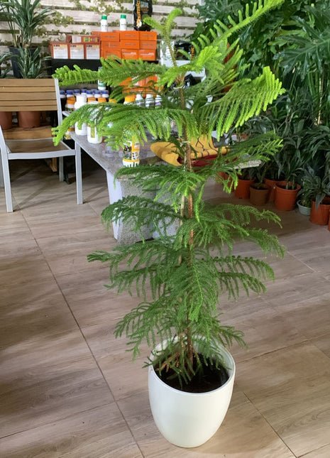 Christmas Pine Tree on Promo