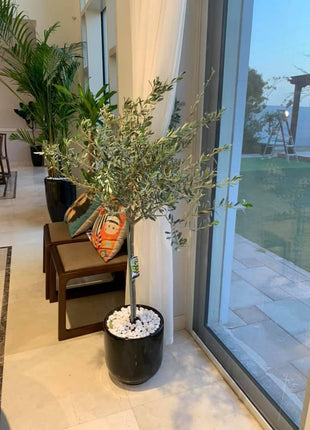 Olive Trees 140cm to 150cm Big on PROMO