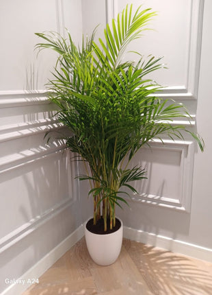 Air Purifying Bedroom Bundle (3plants) PROMO