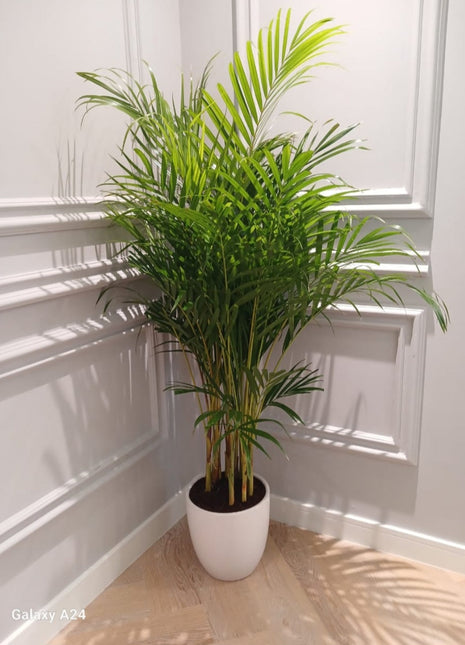 Air Purifying Bedroom Bundle (3plants) PROMO