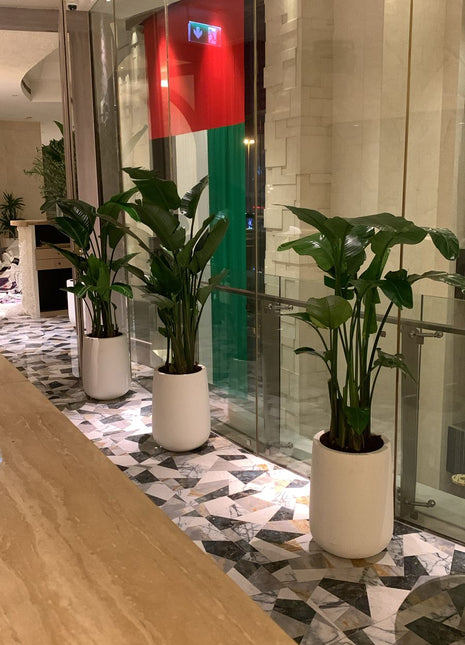 Birds of Paradise Hotel Quality Bundle in Fiber Pot PROMO