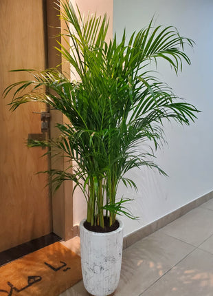 Areca Palm Bushy Each PROMO