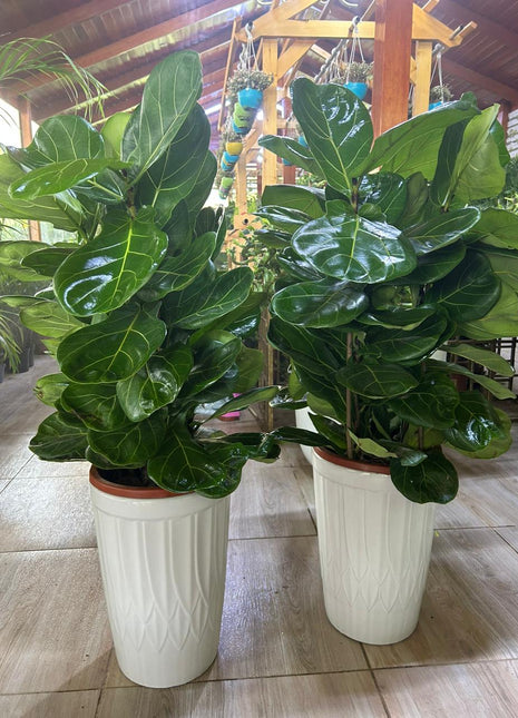 Fiddle Tree (Each) PROMO