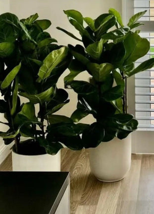 Premium fiddle each in white pot PROMO