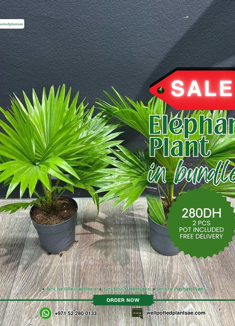 Elephant Palm Bundle 2pc PROMO