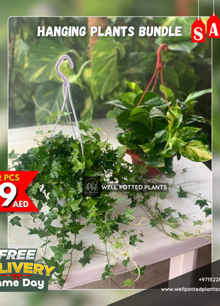 Hanging Plants PROMO