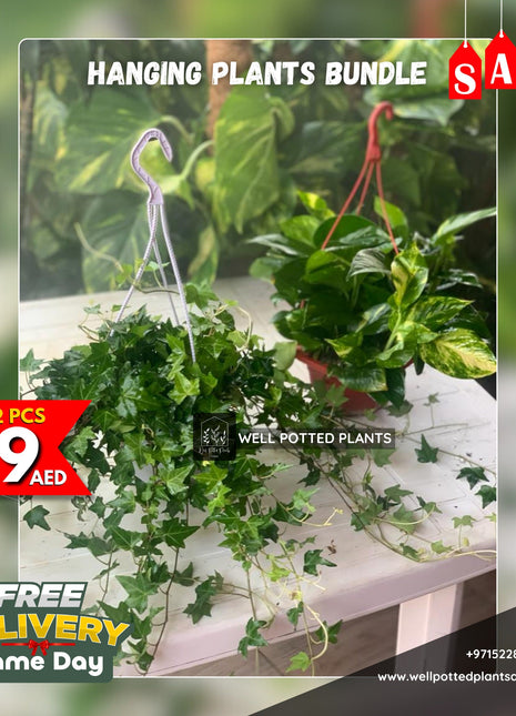 Hanging Plants PROMO