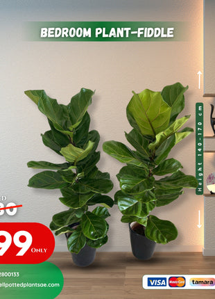 Fiddle leaf PROMO