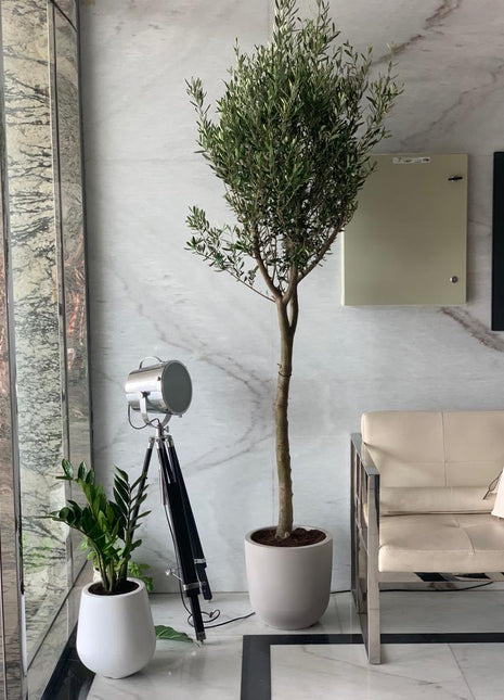 Office Plant Olive 1.8m to 2m PROMO