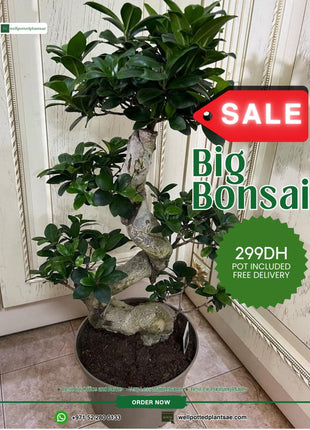 Bonsai in Classy Pot Promo