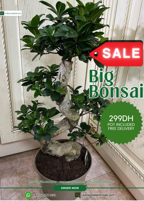 Bonsai in Classy Pot Promo
