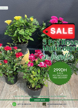 Roses Bundle 5pc PROMO