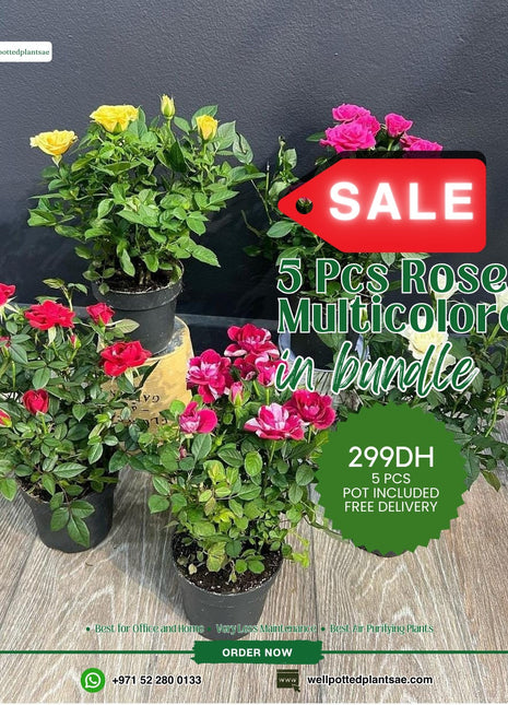 Roses Bundle 5pc PROMO