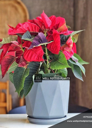 Poinsettia in Ceramic PROMO