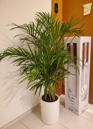 Areca Palm Bushy Each PROMO