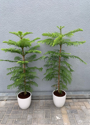 Christmas Pine Tree on Promo