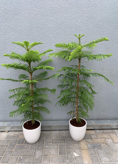 Christmas Pine Tree on Promo