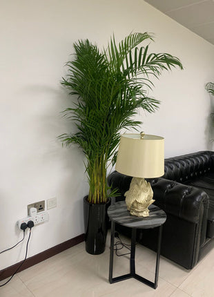 Areca Palm Each in Plastic Pot Promo