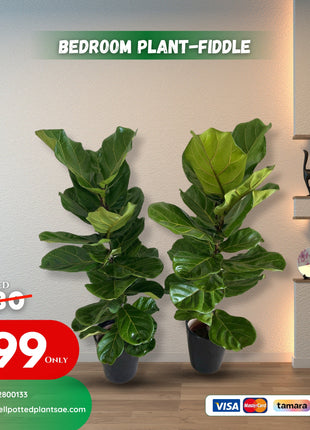 Fiddle leaf PROMO