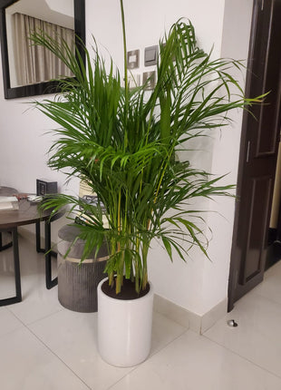 Areca Palm Bushy Each PROMO