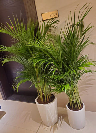Areca Palm Bushy Each PROMO