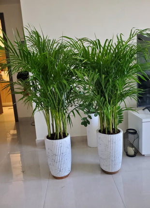 Areca Palm Bushy Each PROMO
