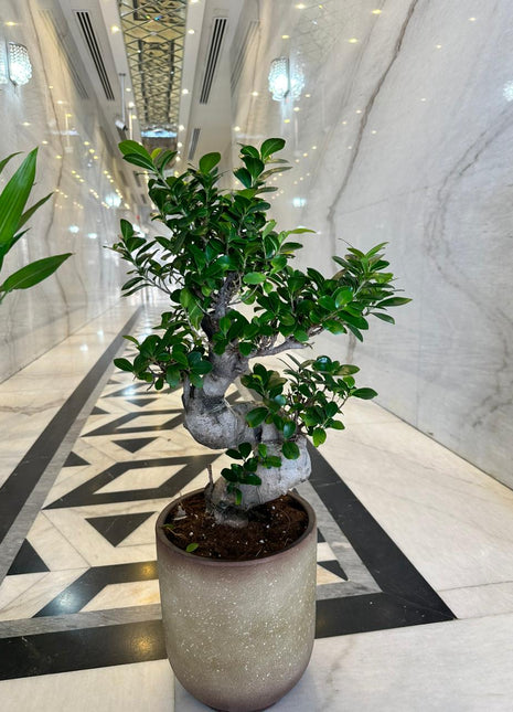 Medium Bonsai 80cm to 110cm Promo