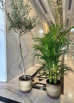 Indoor Plants Air Purifying Bundle in Beige Best Seller PROMO