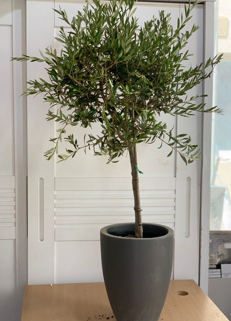 Olive Trees 140cm to 150cm Big on PROMO