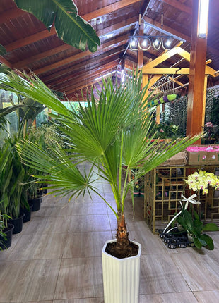 199 Washintonia Big In Long Pot PROMO