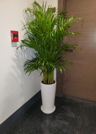 Areca Palm Bushy Each PROMO