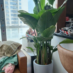 Birds of Paradise Premium 2m Clearance Sale Promo