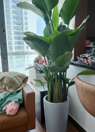 Birds of Paradise Premium 2m Clearance Sale Promo