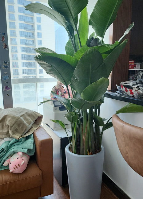 Birds of Paradise Premium 2m Clearance Sale Promo